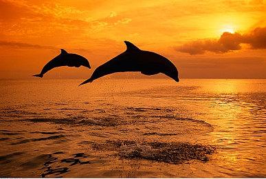 《KLAWS》登陆Steam 摄录风伪纪录片恐怖新游